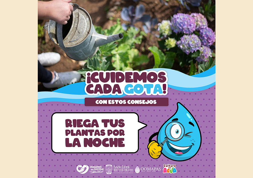 Riega tus plantas por la noche